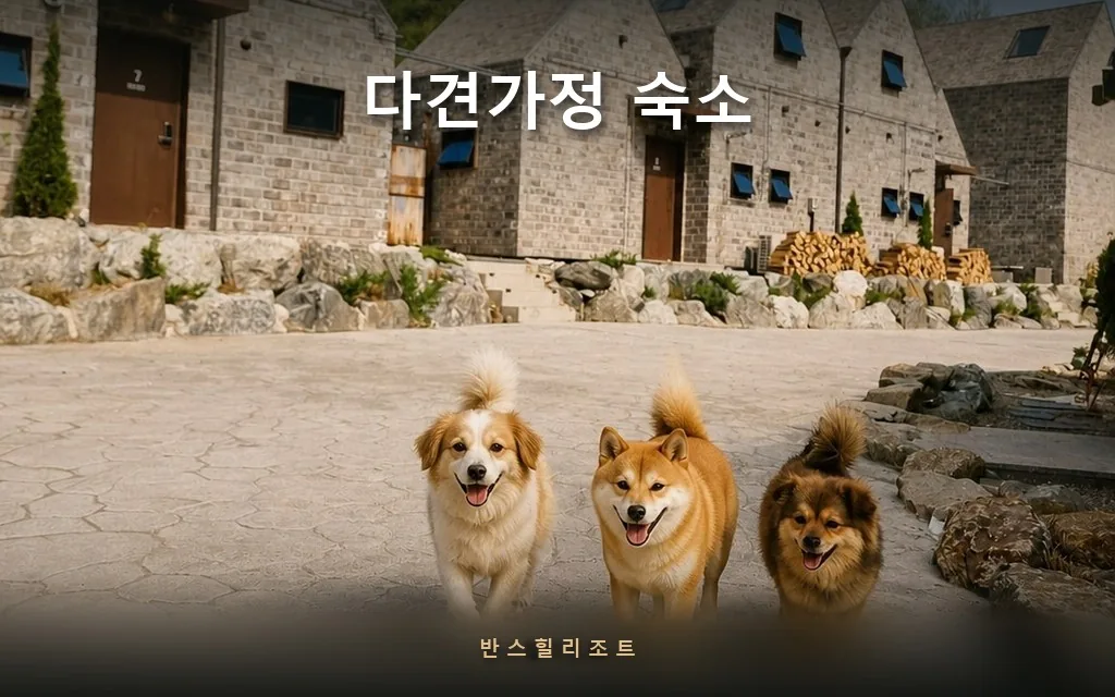 3마리까지 되는 숙소 찾기 — 홍천 다견가정 숙소의 현실적인 기준