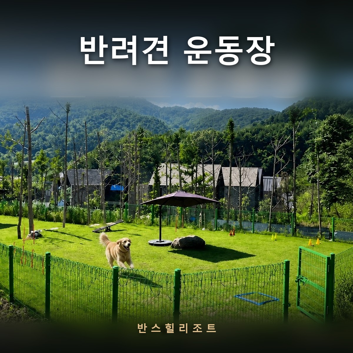 울타리가 둘러진 천연잔디 운동장에서 뛰는 반려견 — 반스힐리조트