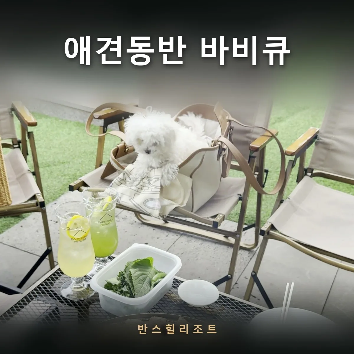 캠핑 의자에 앉은 반려견과 숯불 바비큐 — 애견동반 바비큐 반스힐리조트