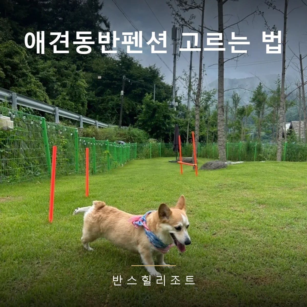 300평 천연 잔디 애견운동장을 뛰는 코기 — 애견동반펜션 고르는 법 반스힐리조트