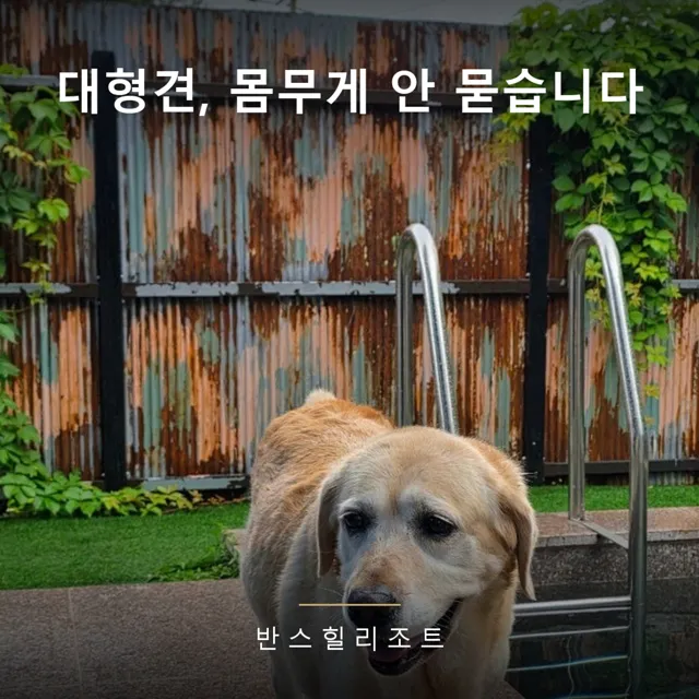 대형견동반펜션, 몸무게 제한 없는 숙소 찾는 법과 평형 고르기