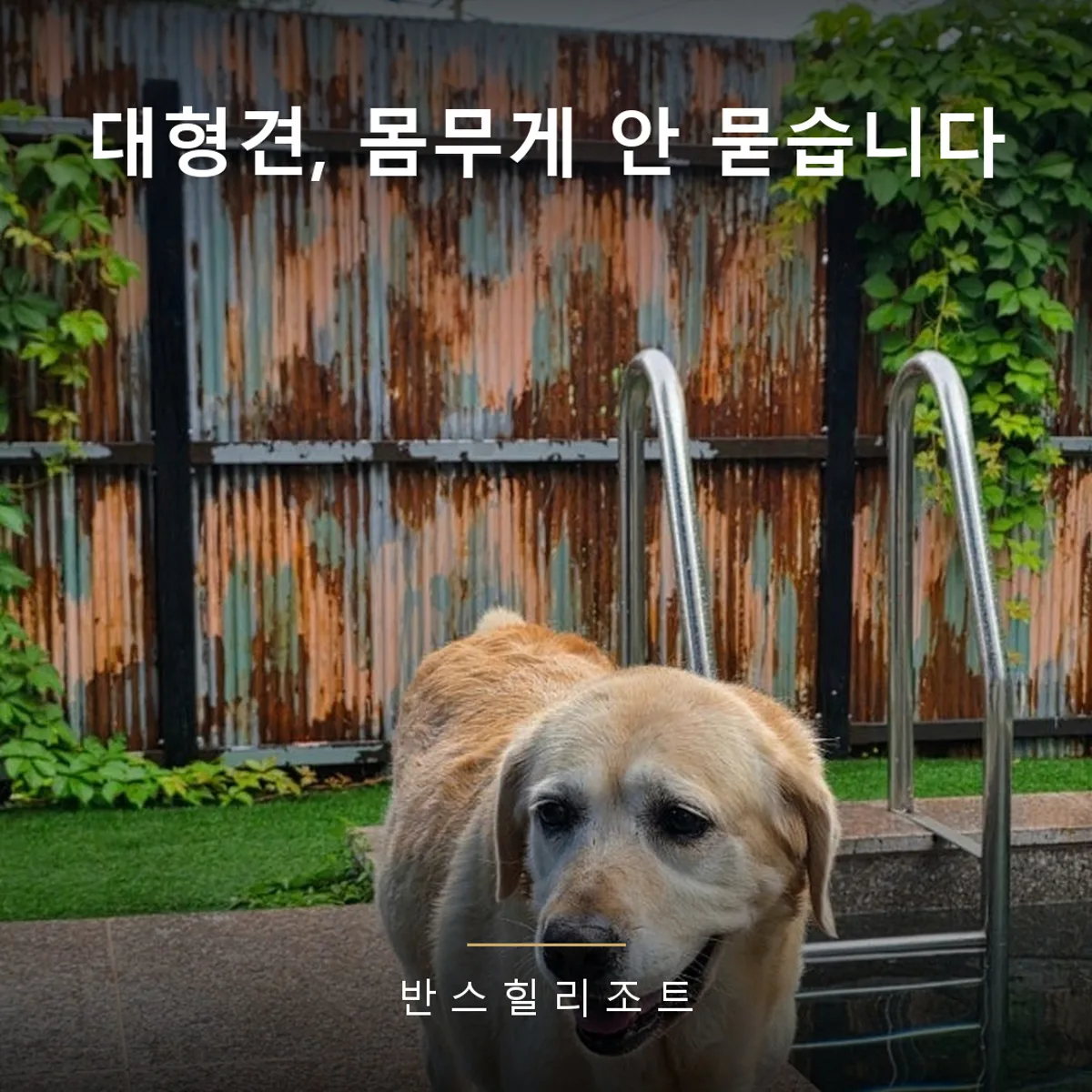 객실 수영장 옆을 걸어오는 골든 리트리버 — 대형견동반펜션 반스힐리조트