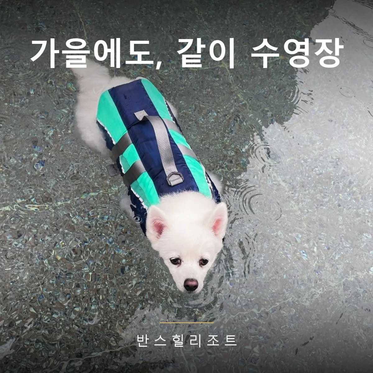 구명조끼를 입고 객실 수영장에 들어간 강아지 — 애견동반풀빌라 반스힐리조트