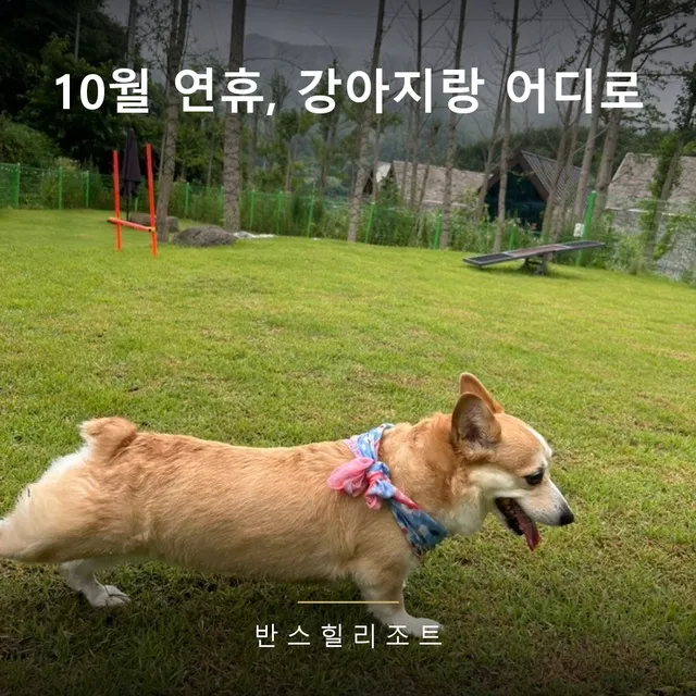 강아지와 홍천 1박 2일 — 애견동반풀빌라 기준 여행 코스