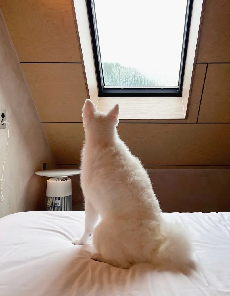 다락 창을 올려다보며 침대에 앉은 강아지 — 반스힐리조트