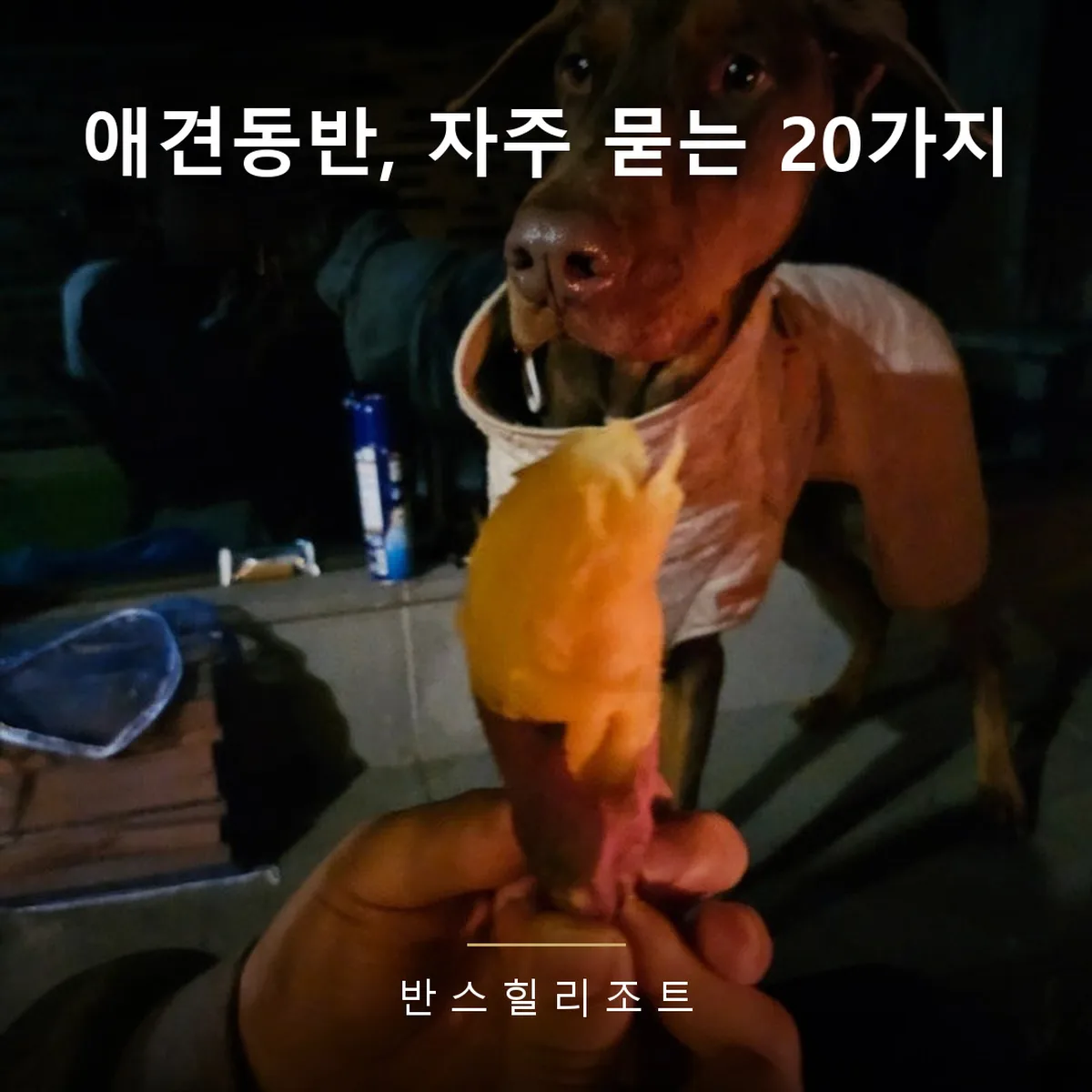 보호자가 건넨 간식을 바라보는 도베르만 — 애견동반펜션 자주 묻는 질문
