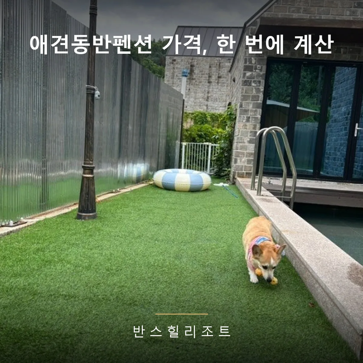 객실 수영장 옆 잔디를 걷는 강아지 — 애견동반펜션 가격 반스힐리조트