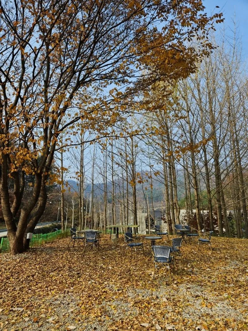 가을 숲에 놓인 나무 테이블 — 반스힐리조트
